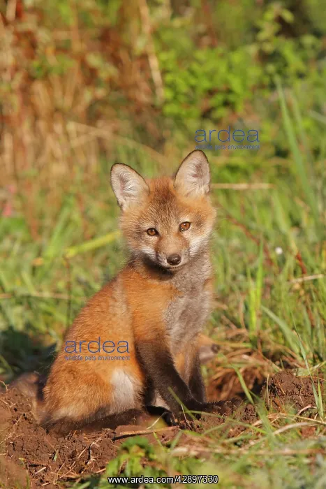 : Red Fox - 7 week old cub : Red Fox - 7 week old cub