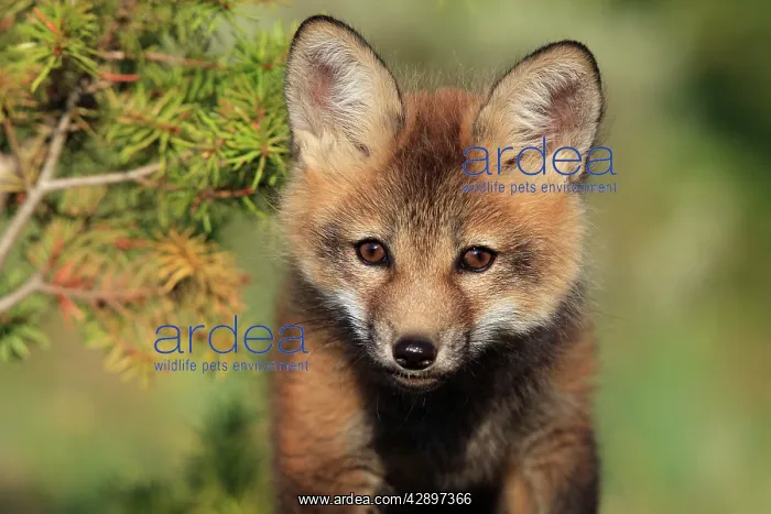 : Red Fox - 7 week old cub : Red Fox - 7 week old cub