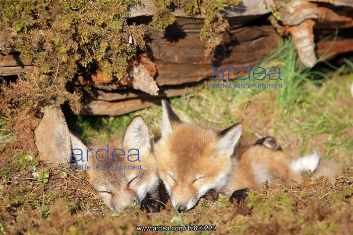 : Red Fox - 7 week old cubs : Red Fox - 7 week old cubs