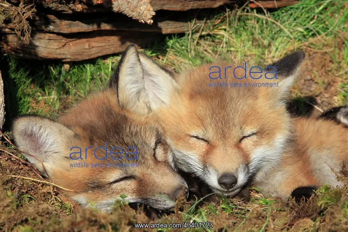 : Red Fox - 7 week old cubs sleeping : Red Fox - 7 week old cubs sleeping