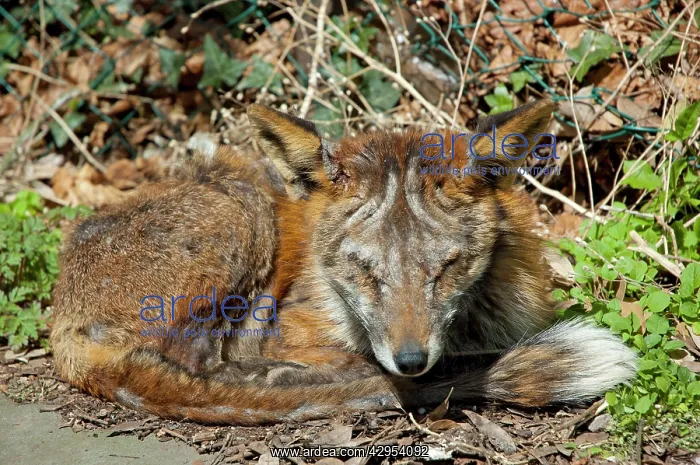 : Red Fox - adult badly affected by mange : Red Fox - adult badly affected by mange