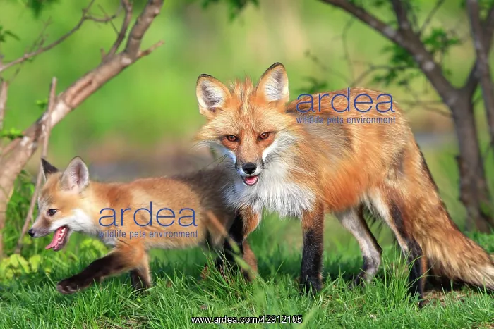: Red Fox - adult & cub : Red Fox - adult & cub