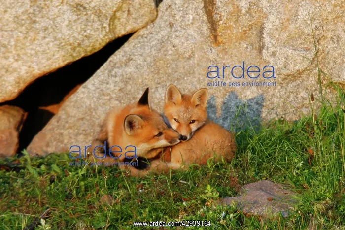 : Red Fox - adult with cub : Red Fox - adult with cub