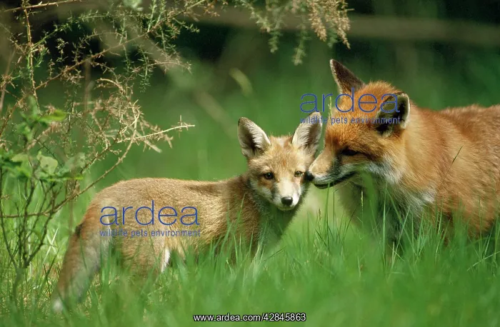 : Red FOX - adult and cub stand in grass : Red FOX - adult and cub stand in grass