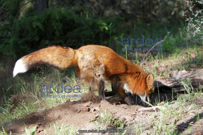 : Red Fox - adult digging : Red Fox - adult digging