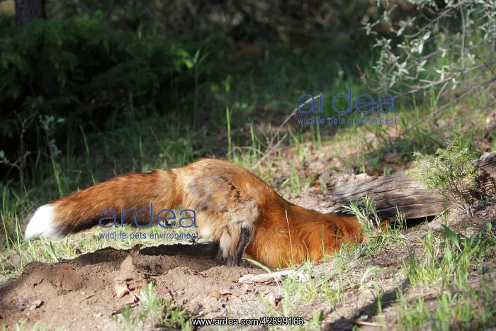 : Red Fox - adult digging : Red Fox - adult digging