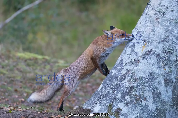 : Red Fox - adult fox climbing up a tree - Germany : Red Fox - adult fox climbing up a tree - Germany