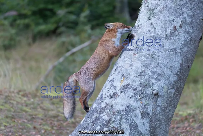 : Red Fox - adult fox climbing up a tree - Germany : Red Fox - adult fox climbing up a tree - Germany