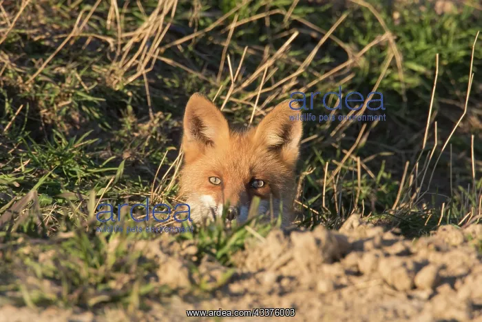  : Red Fox - adult fox looking out of its den - Germany