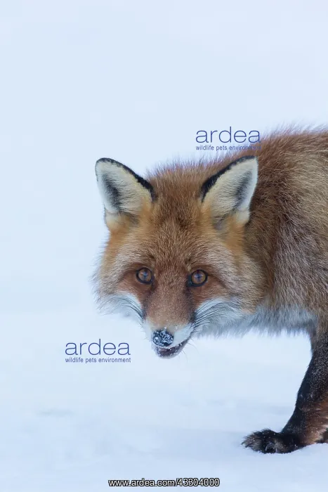 : Red Fox - adult fox portrait - Italy : Red Fox - adult fox portrait - Italy
