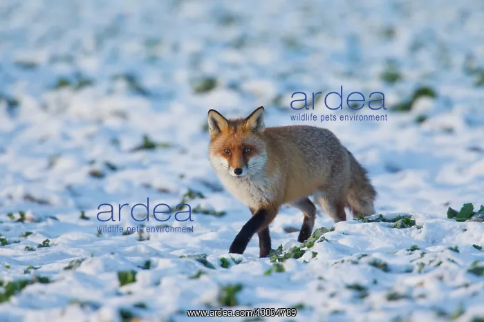  : Red Fox adult fox in snow Germany