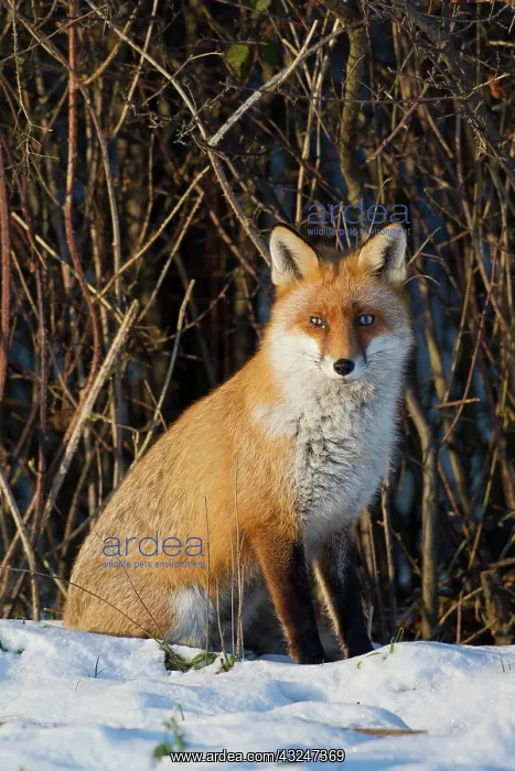  : Red Fox adult fox in snow Germany