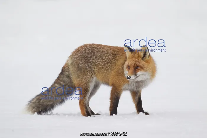  : Red Fox adult fox in snow Italy