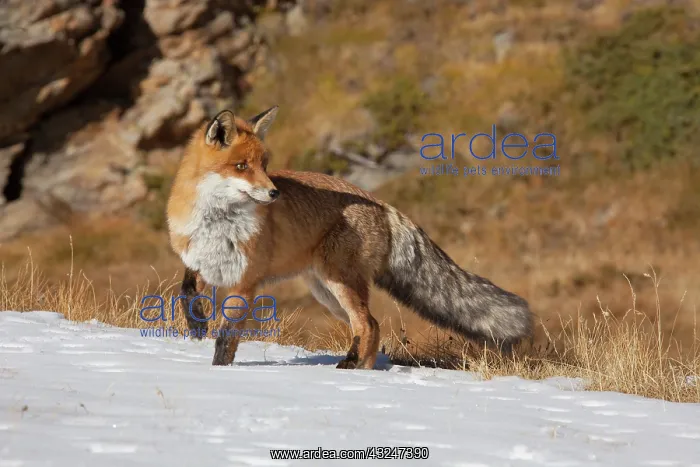  : Red Fox adult fox in snow Italy