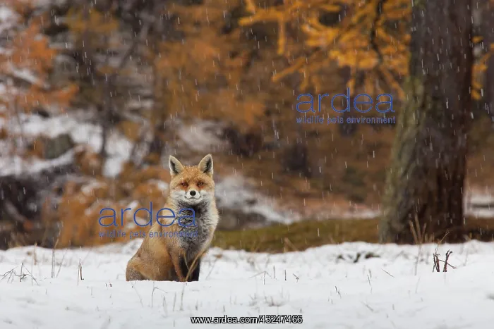  : Red Fox adult fox in snow Italy