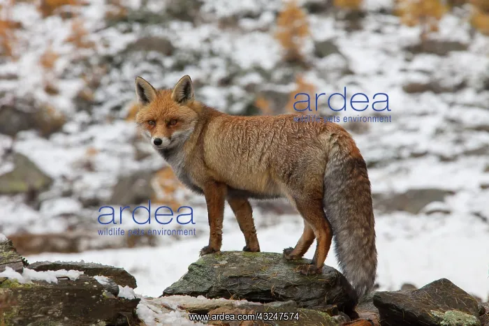  : Red Fox adult fox in snow Italy