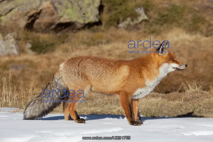  : Red Fox adult fox in snow Italy