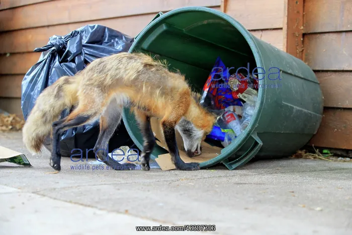 : Red Fox - adult looking for food in rubbish bin : Red Fox - adult looking for food in rubbish bin