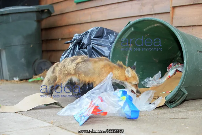  : Red Fox - adult looking for food in rubbish bin