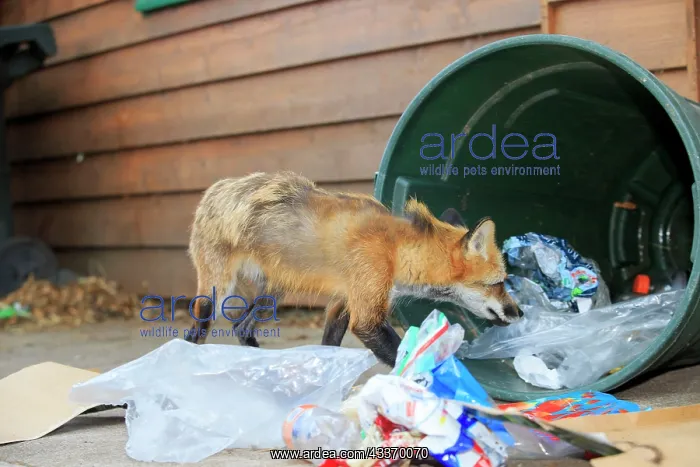 : Red Fox - adult looking for food in rubbish bin : Red Fox - adult looking for food in rubbish bin