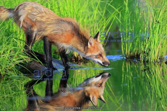 : Red Fox - adult at water drinking : Red Fox - adult at water drinking