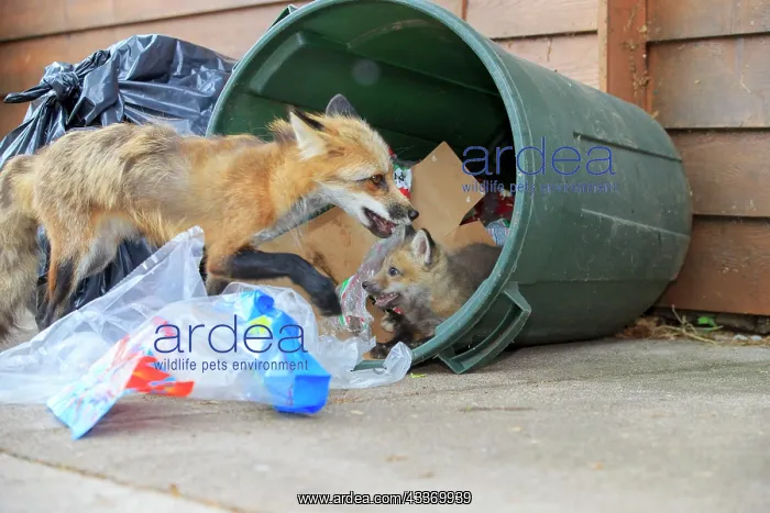 : Red Fox - adult and young looking for food in rubbish bin : Red Fox - adult and young looking for food in rubbish bin