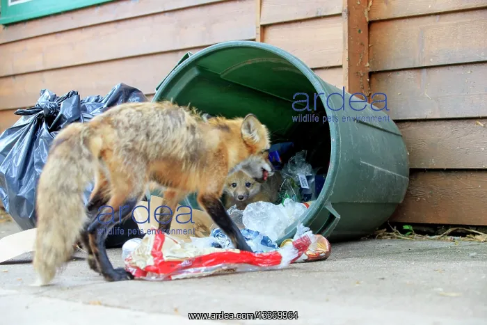 : Red Fox - adult and young looking for food in rubbish bin : Red Fox - adult and young looking for food in rubbish bin