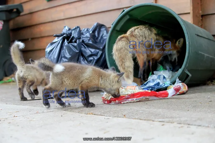 : Red Fox - adult and young looking for food in rubbish bin : Red Fox - adult and young looking for food in rubbish bin