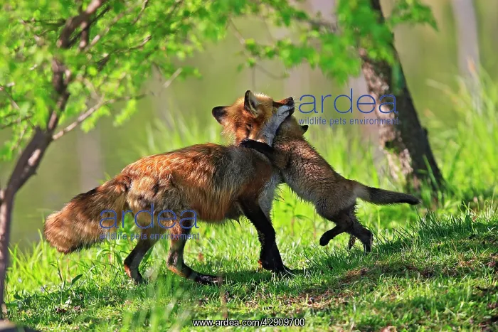: Red Fox - adult with young playing : Red Fox - adult with young playing