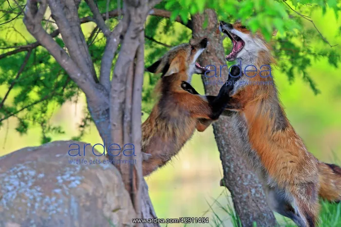 : Red Fox - two adults fighting : Red Fox - two adults fighting