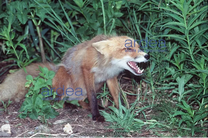 : RED FOX - aggressive stance : RED FOX - aggressive stance