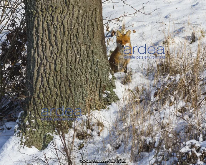 : Red Fox - alert sitting behind a tree in the snow : Red Fox - alert sitting behind a tree in the snow