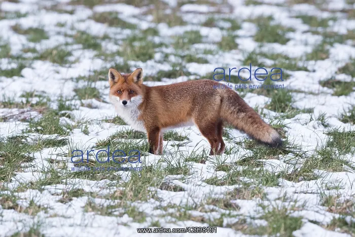 : Red Fox - alert on snow covered field, North Hessen, Germany : Red Fox - alert on snow covered field, North Hessen, Germany