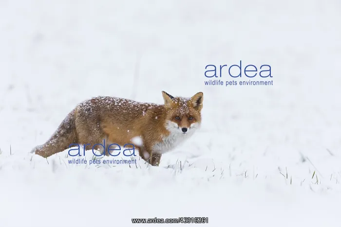: Red Fox - alert on snow covered field, North Hessen, Germany : Red Fox - alert on snow covered field, North Hessen, Germany