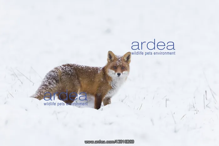 : Red Fox - alert on snow covered field, North Hessen, Germany : Red Fox - alert on snow covered field, North Hessen, Germany