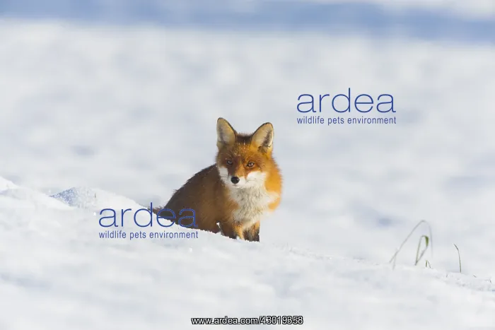 : Red Fox - alert on snow covered field, North Hessen, Germany : Red Fox - alert on snow covered field, North Hessen, Germany