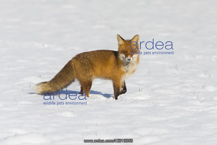 : Red Fox - alert on snow covered field, North Hessen, Germany : Red Fox - alert on snow covered field, North Hessen, Germany