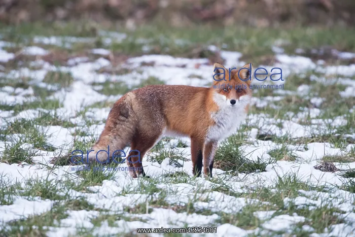 : Red Fox - alert on snow covered field, North Hessen, Germany : Red Fox - alert on snow covered field, North Hessen, Germany