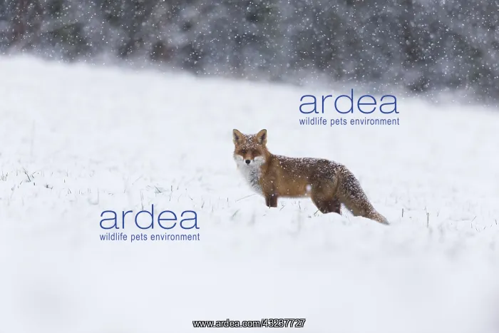 : Red Fox - alert on snow covered field, North Hessen, Germany : Red Fox - alert on snow covered field, North Hessen, Germany