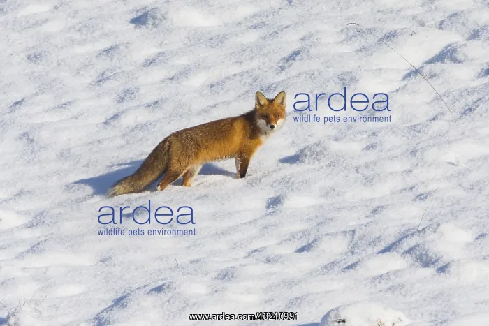 : Red Fox - alert on snow covered field, North Hessen, Germany : Red Fox - alert on snow covered field, North Hessen, Germany