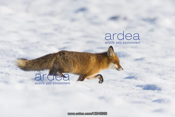 : Red Fox - alert walking across snow covered field : Red Fox - alert walking across snow covered field
