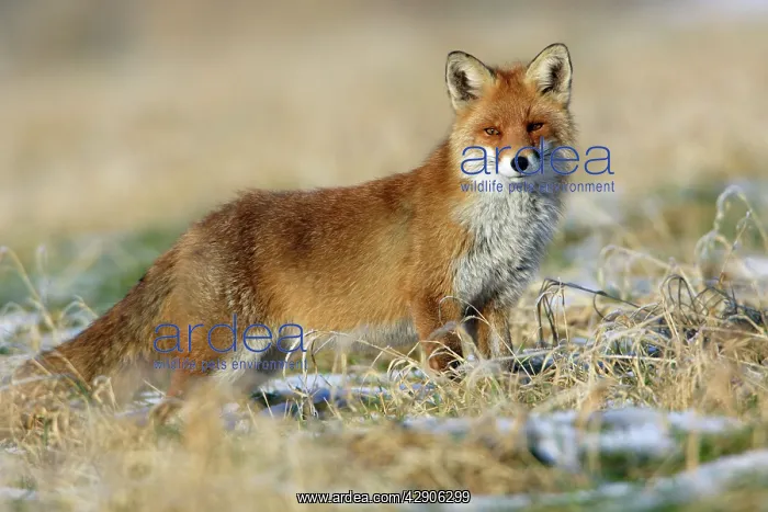 : Red Fox - On the alert, in winter : Red Fox - On the alert, in winter
