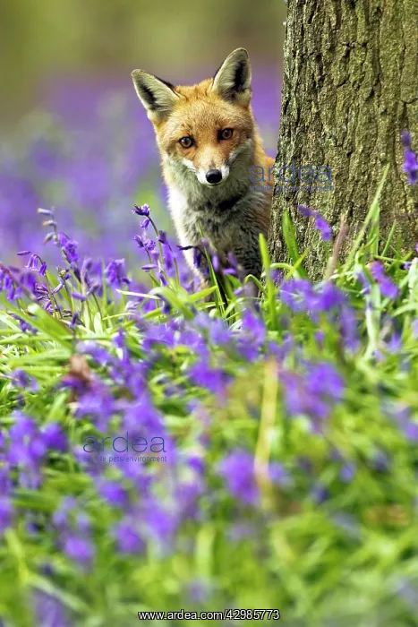 : Red Fox - in Bluebells : Red Fox - in Bluebells