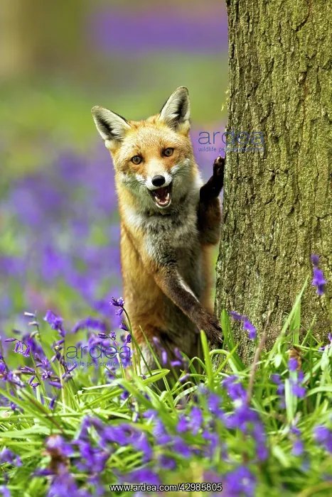: Red Fox - in Bluebells : Red Fox - in Bluebells