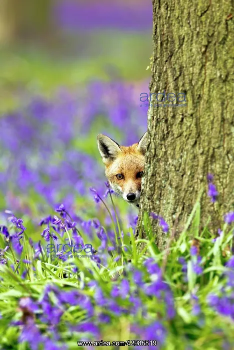 : Red Fox - in Bluebells : Red Fox - in Bluebells