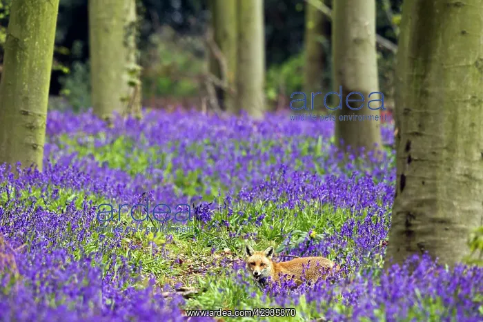 : Red Fox - in Bluebells : Red Fox - in Bluebells