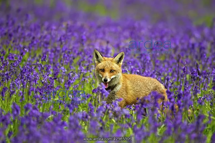 : Red Fox - in Bluebells : Red Fox - in Bluebells