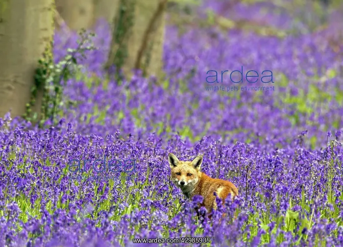: Red Fox - in Bluebells : Red Fox - in Bluebells