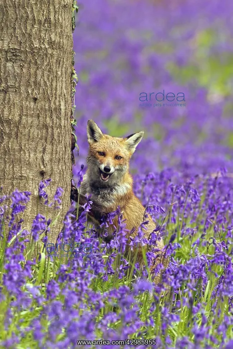 : Red Fox - in Bluebells : Red Fox - in Bluebells