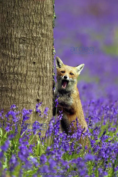  : Red Fox - in Bluebells